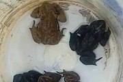 《小鸡快跑2》游戏捕捉火红蟾蜍攻略（一）
