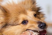 狗狗不吃迷失岛骨头怎么办？如何正确喂食骨头？