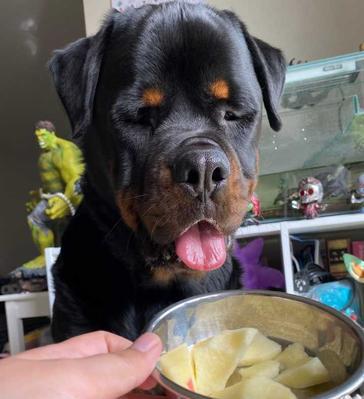 狗狗不吃迷失岛骨头怎么办？如何正确喂食骨头？