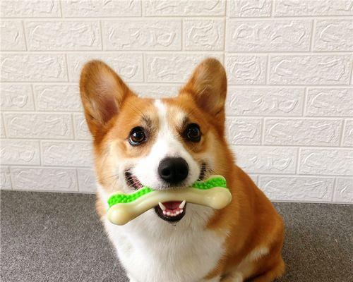 狗狗不吃迷失岛骨头怎么办？如何正确喂食骨头？
