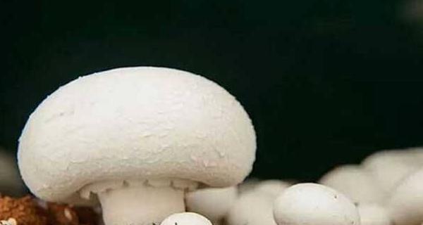 我的世界中蘑菇如何种植？种植蘑菇需要注意什么？