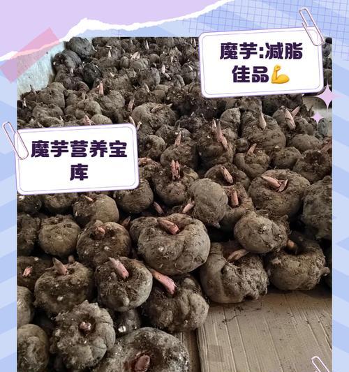 荆门魔域豆腐培训的质量如何？